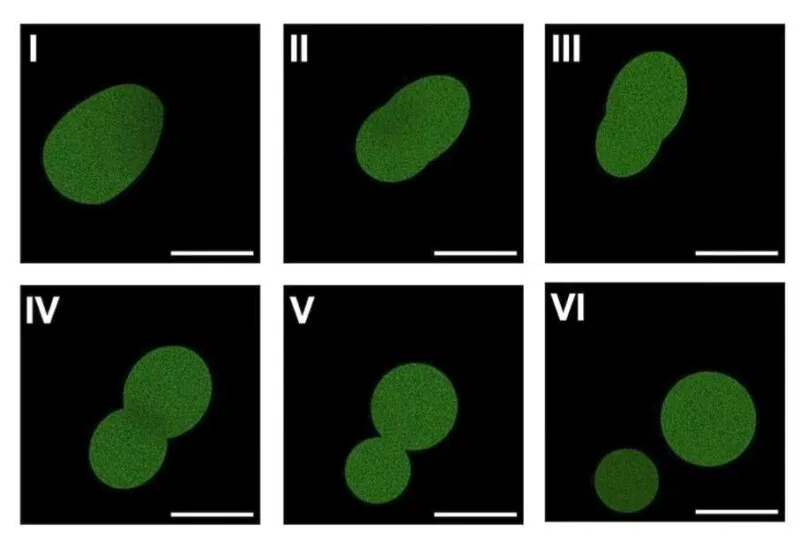 Minnesota’s Kate Adamala’s SpudCell completes a full cell cycle, without being alive