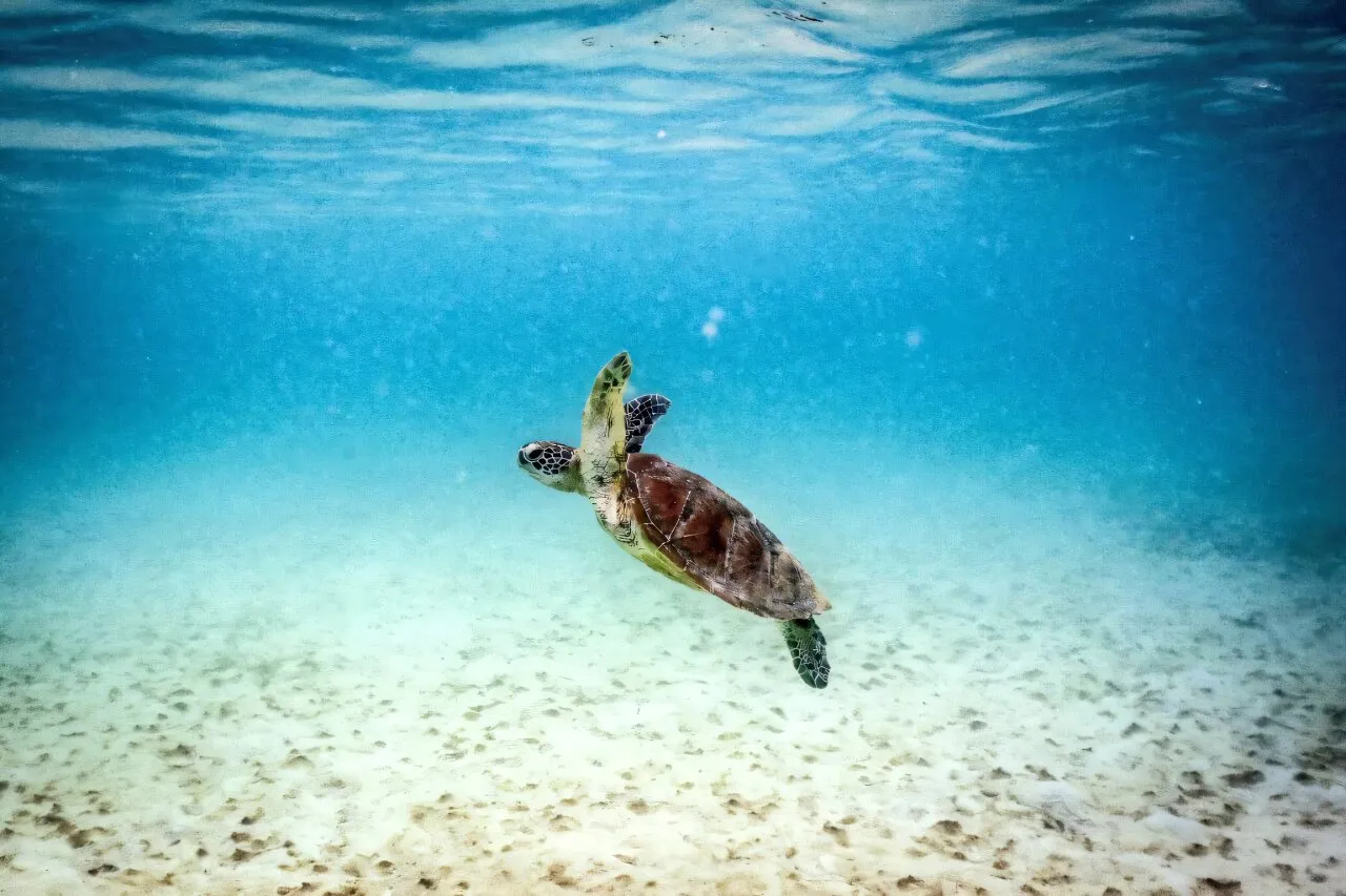Scientists warn El Nino puts the Great Barrier Reef at “ecosystem collapse” risk