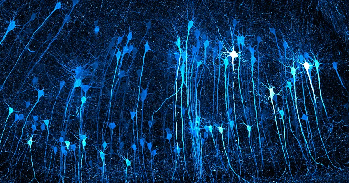 2026 Nikon Small World Winners Reveal the Hidden Machinery of Everyday Life