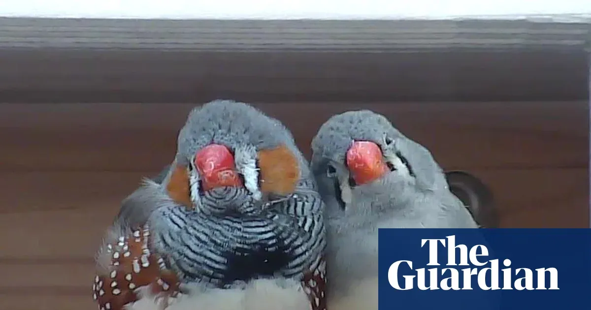 Dr Julie Elie wins $100,000 for decoding zebra finch calls