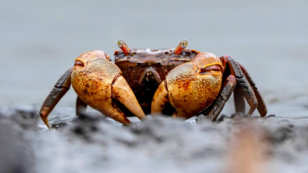 Path of Exile 2’s deadly crab killed Zizaran in hardcore, ranking third for player kills
