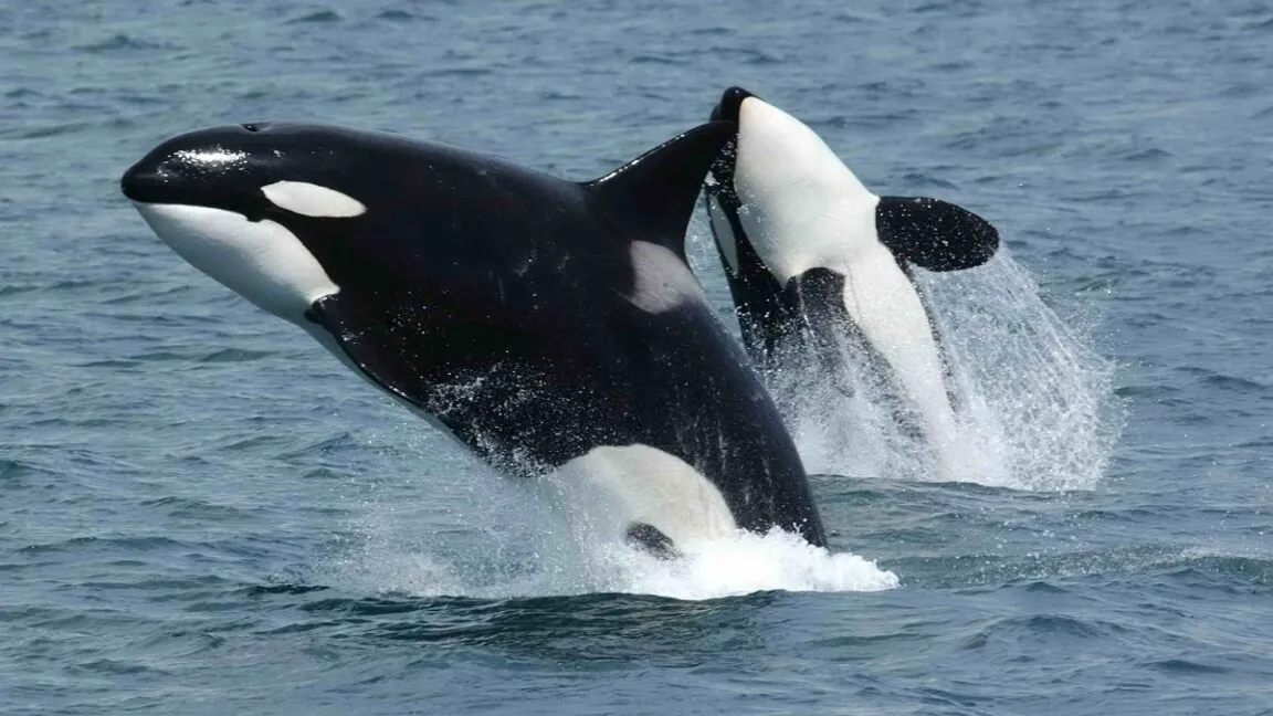 Orcas in Gulf of California ram sunfish together until the carcasses explode