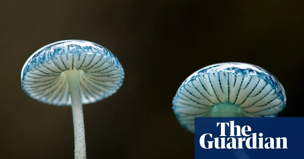 Mycologist Alexis Buxton-Collins tours Tarkine fungi and changes how you think “forest” works