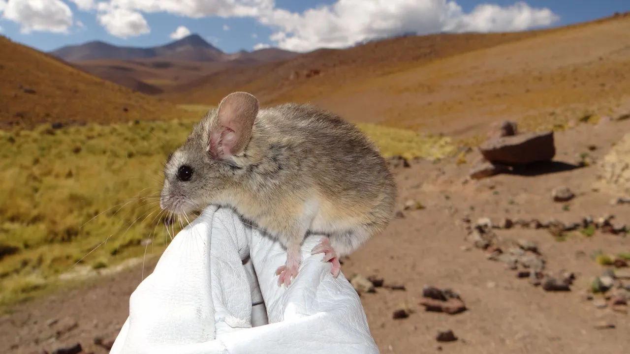 Mice beat 22,110-foot freezing volcanoes by eating toxic plants