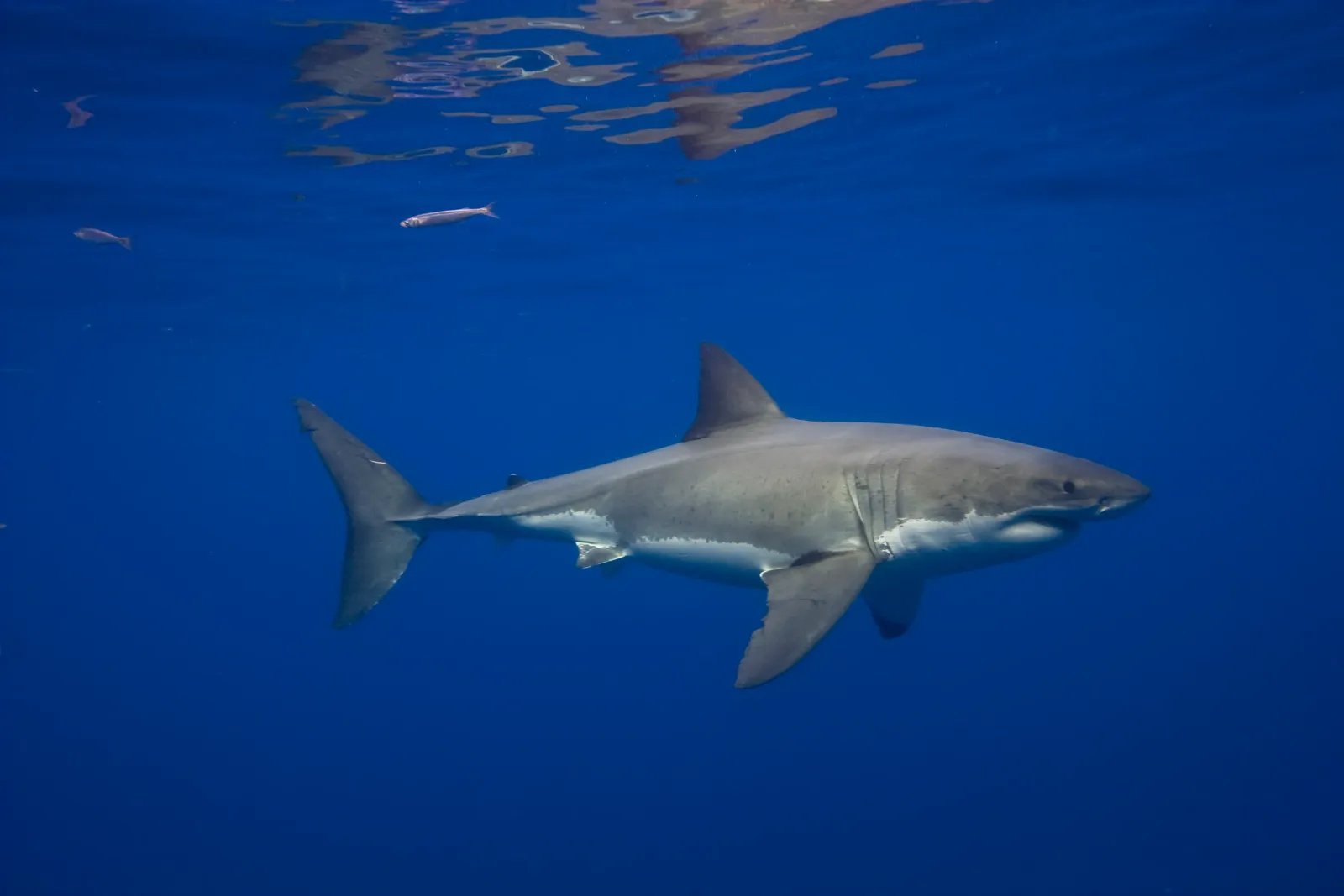 Great white sightings in the Mediterranean are ultra-rare, but one new video changes conservation odds