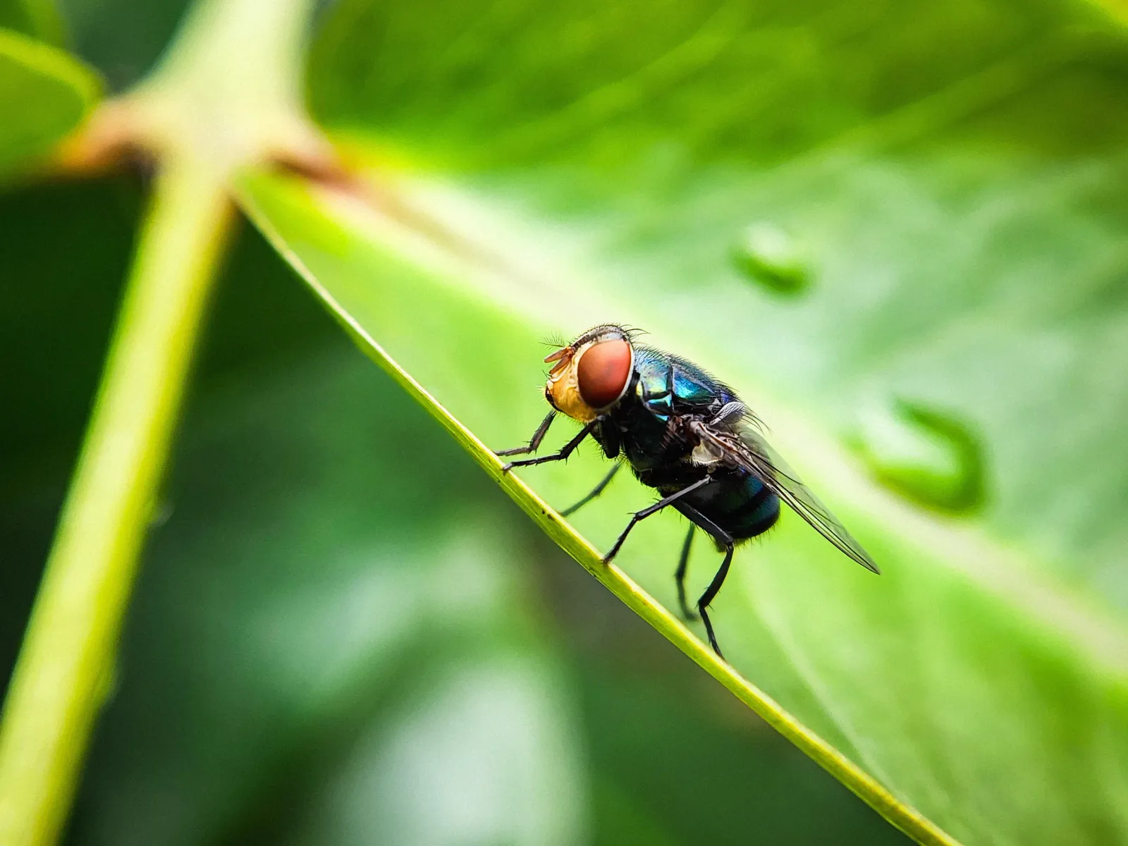 US’s screwworm fight hinges on flies, but sterilized output is the bottleneck