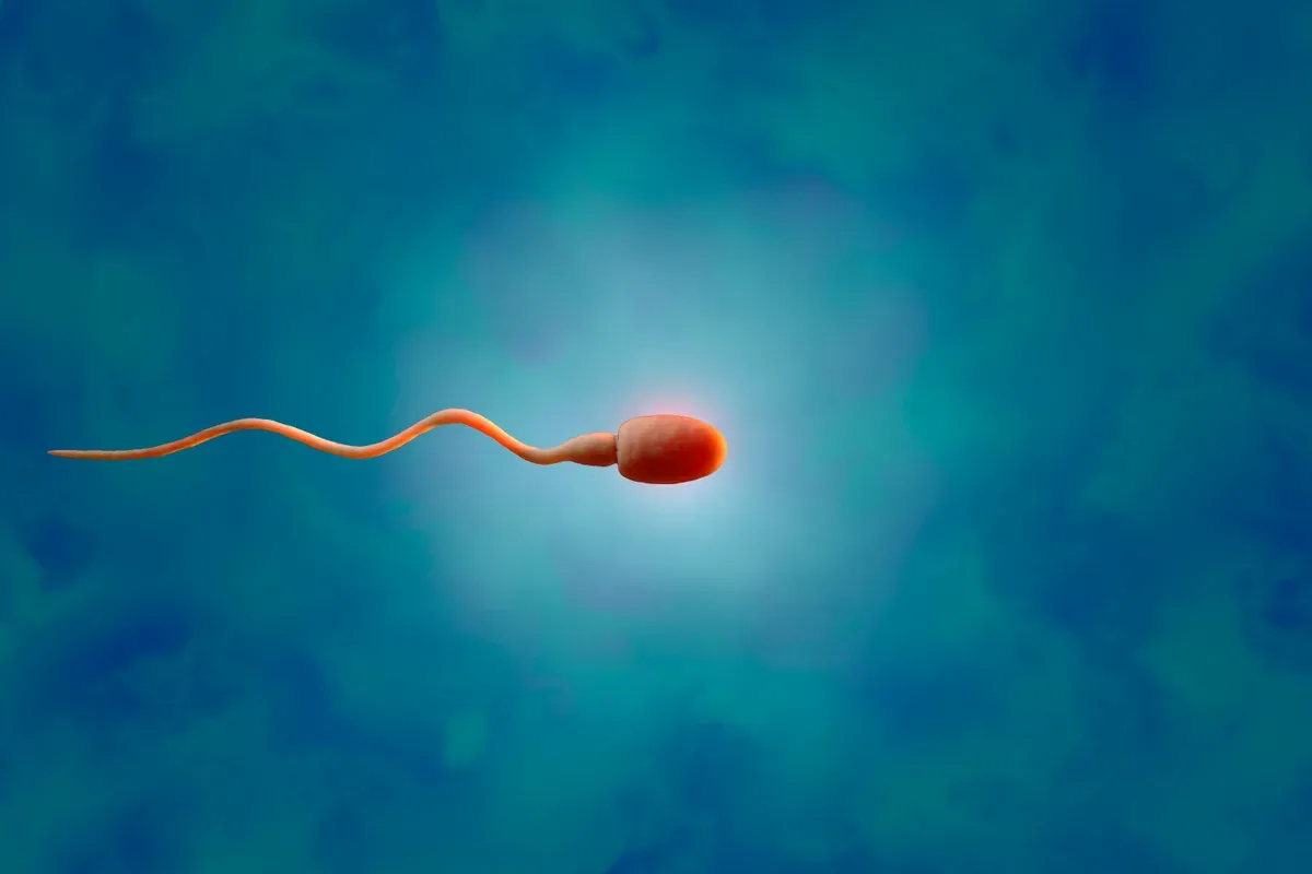 Testicular tissue grown from a transplant produced sperm in an infertile cancer survivor