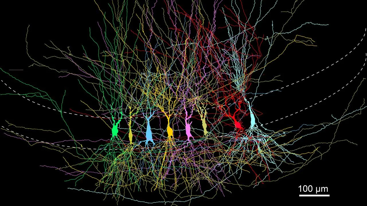 Mouse brains start as a “full slate,” then prune fast after birth
