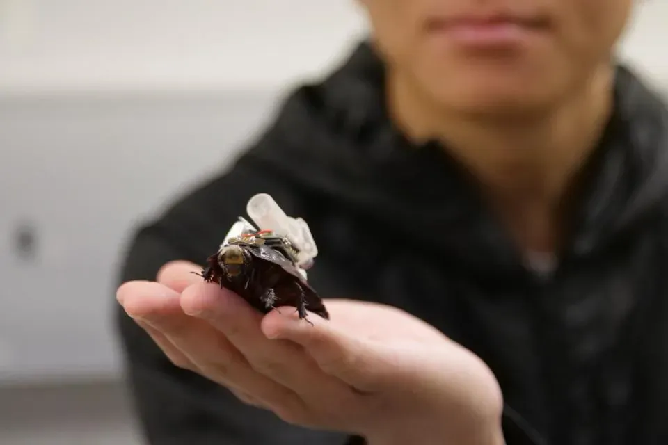 Cyborg cockroaches can now carry cameras and inject medicine on command