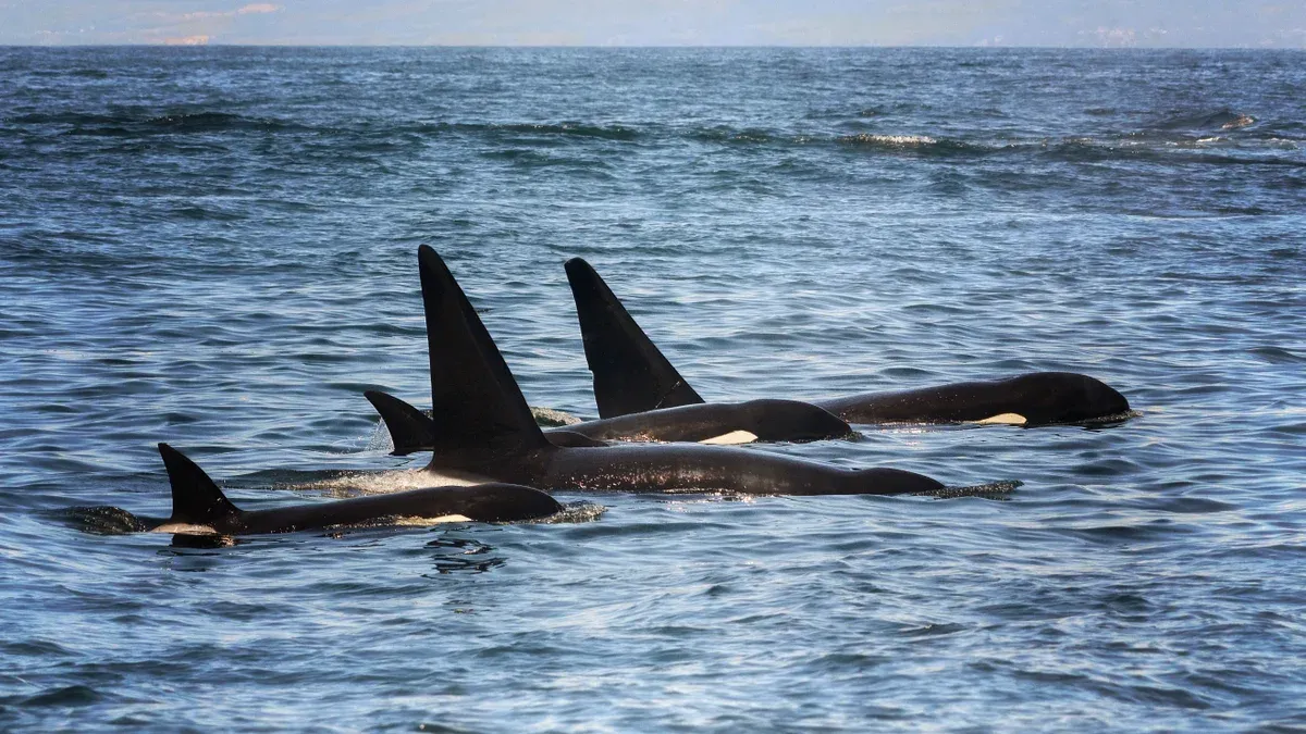 Orcas smash fish on camera, and researchers say it may be strategy or play