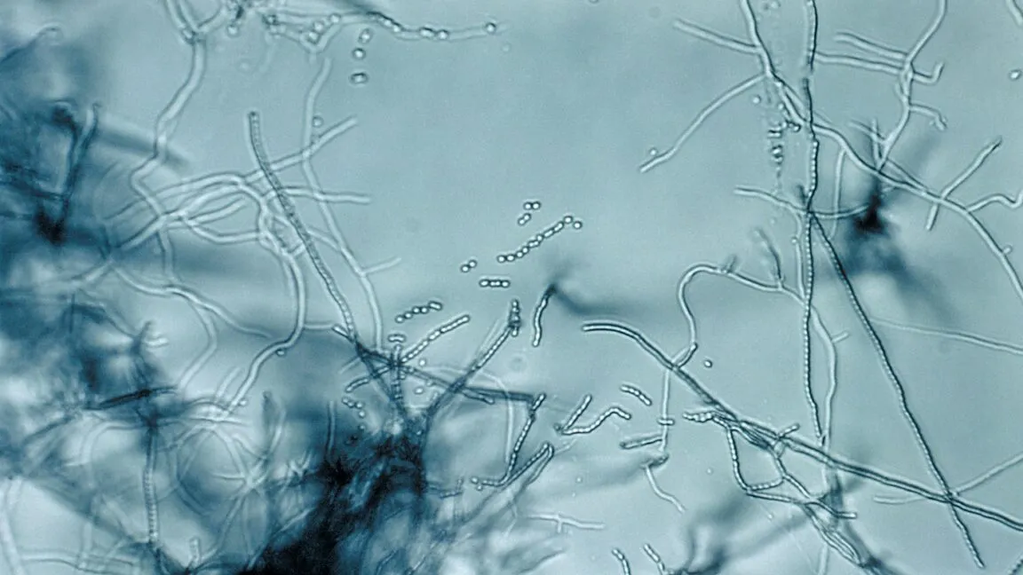 Eric Brown’s Nature megacluster shows four antibiotics can hit one essential pathway together