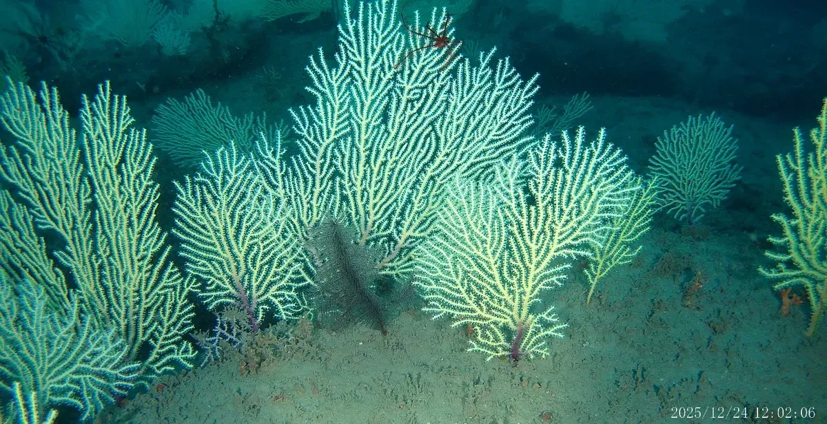 Researchers rediscover long-lost Gulf of Guinea coral reefs, proving resilience amid warming seas