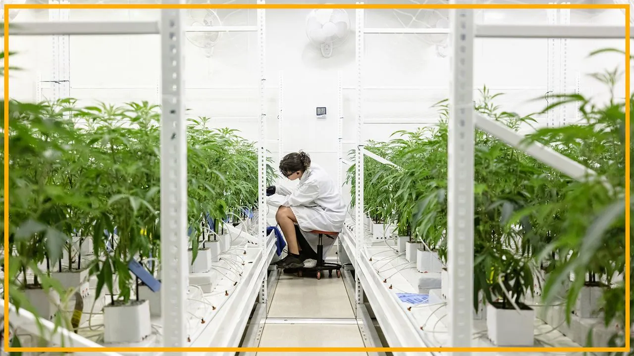 White House push could expedite cannabis rescheduling to Schedule III for research