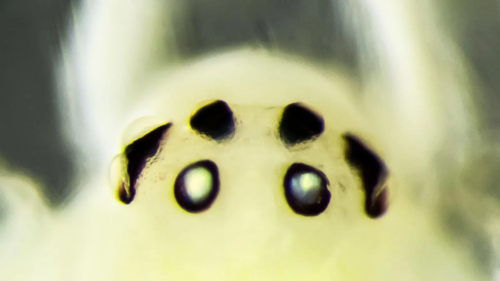 Himalayan “happy-face” spider looks like Hawaii’s, but DNA says it evolved separately