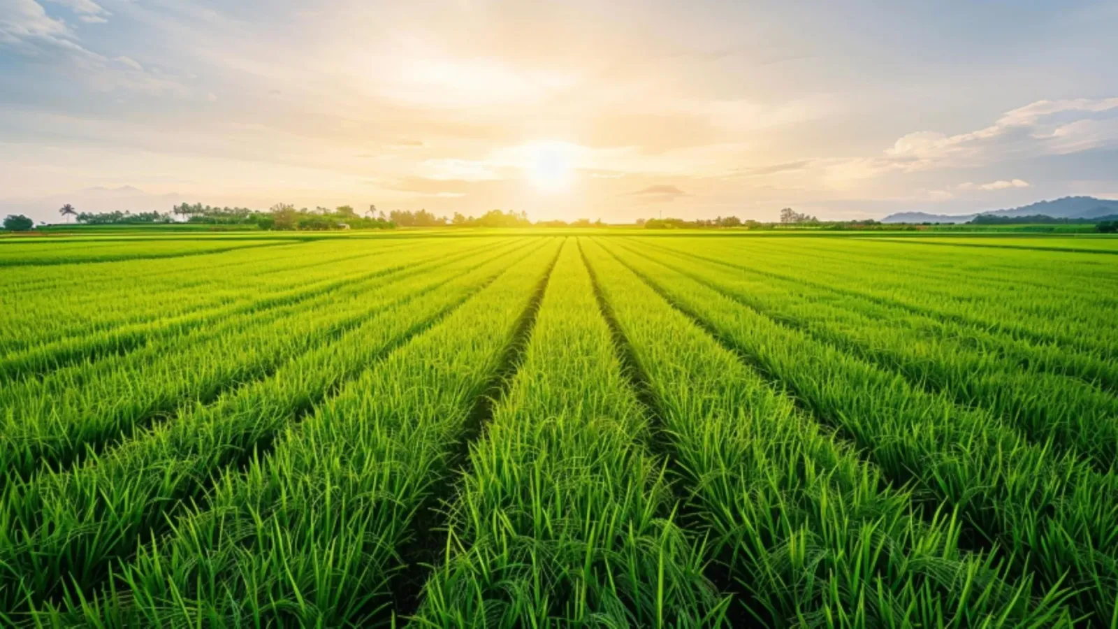 Soil microbes boost lignin, not salt-blocking, lifting yields on salty farmland