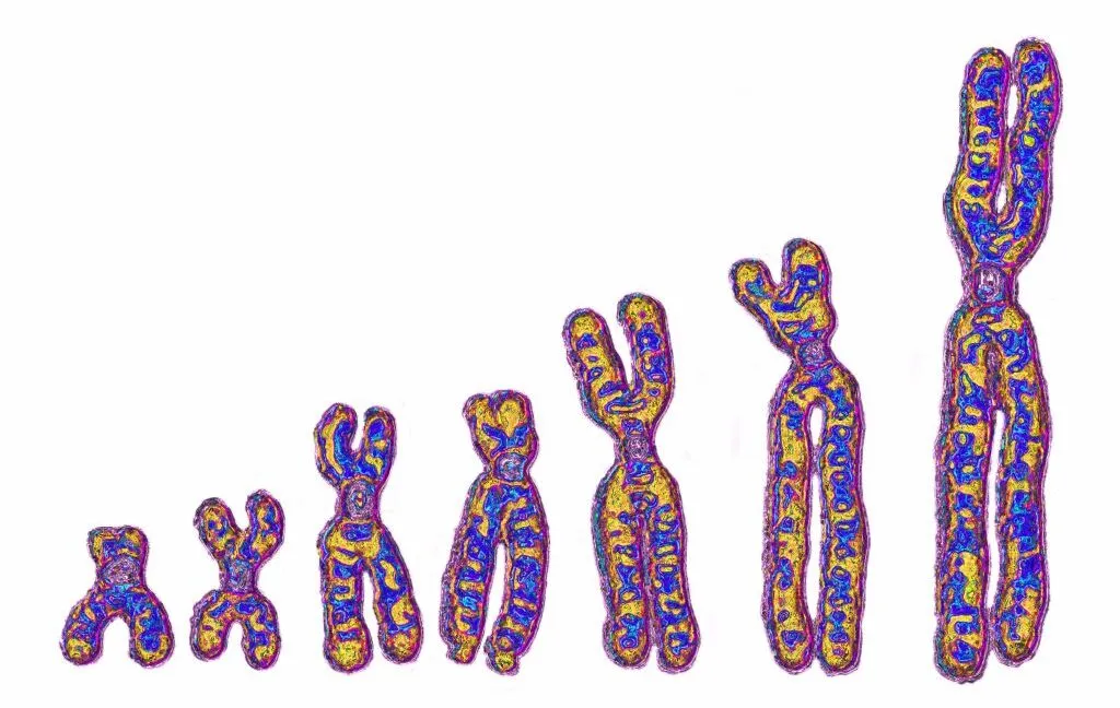 Africa’s ghost lineage predates modern humans leaving, adding a third DNA contributor