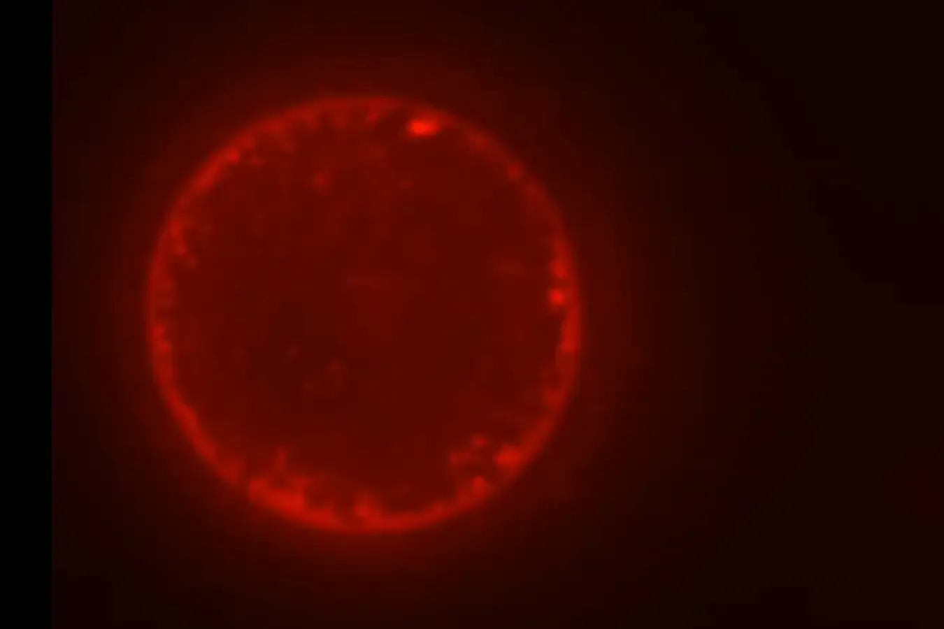 SpudCell is the most advanced artificial life attempt yet, and it targets life's mystery