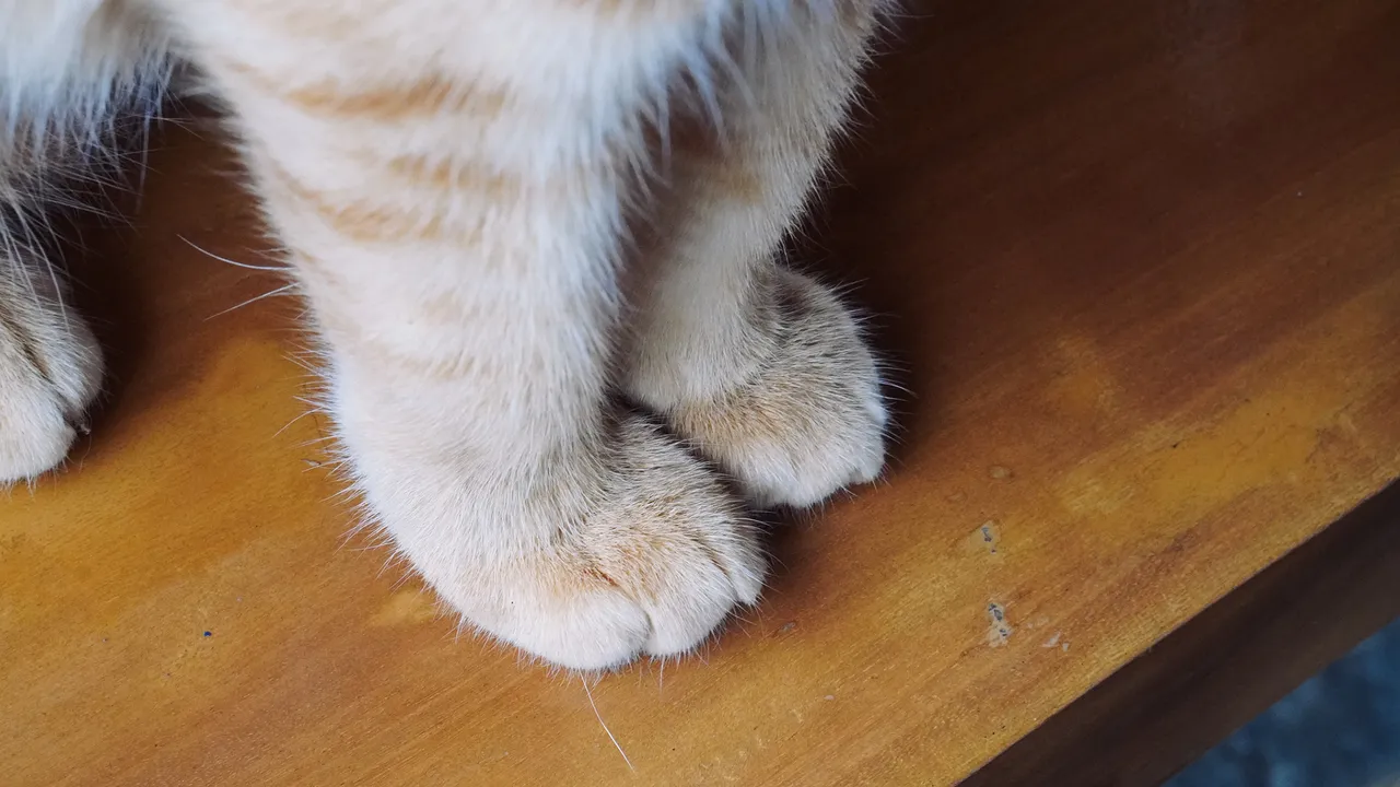 Cat leg whiskers are real sensory tools, not weird fur: carpal vibrissae explain how cats grab