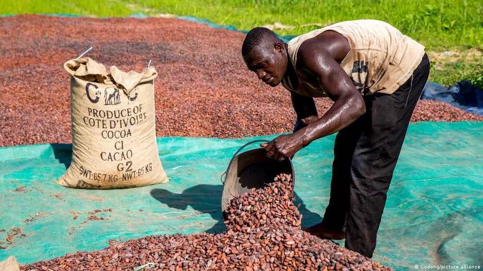 Cocoa price crash: nearly 75% drop since 2024 peak devastates Ghana and Cote d'Ivoire farmers