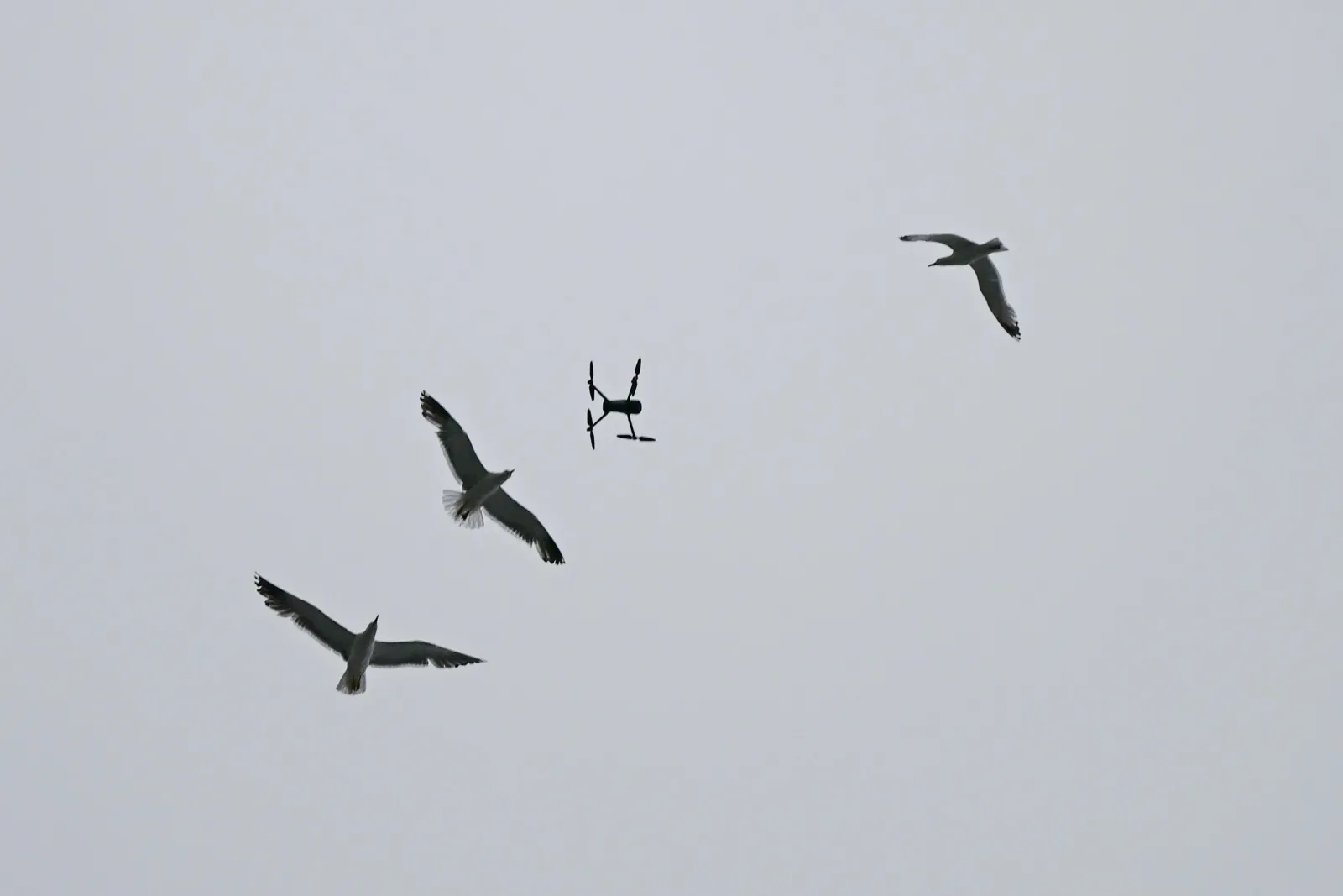 National Guard troops train drone-vs-bird recognition sensors for chemical and biological response