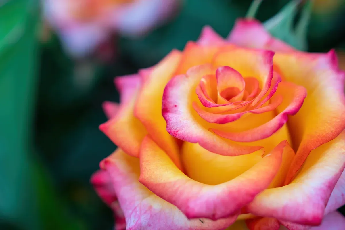 Rose petals curl by math, not magic. Here's the design lesson