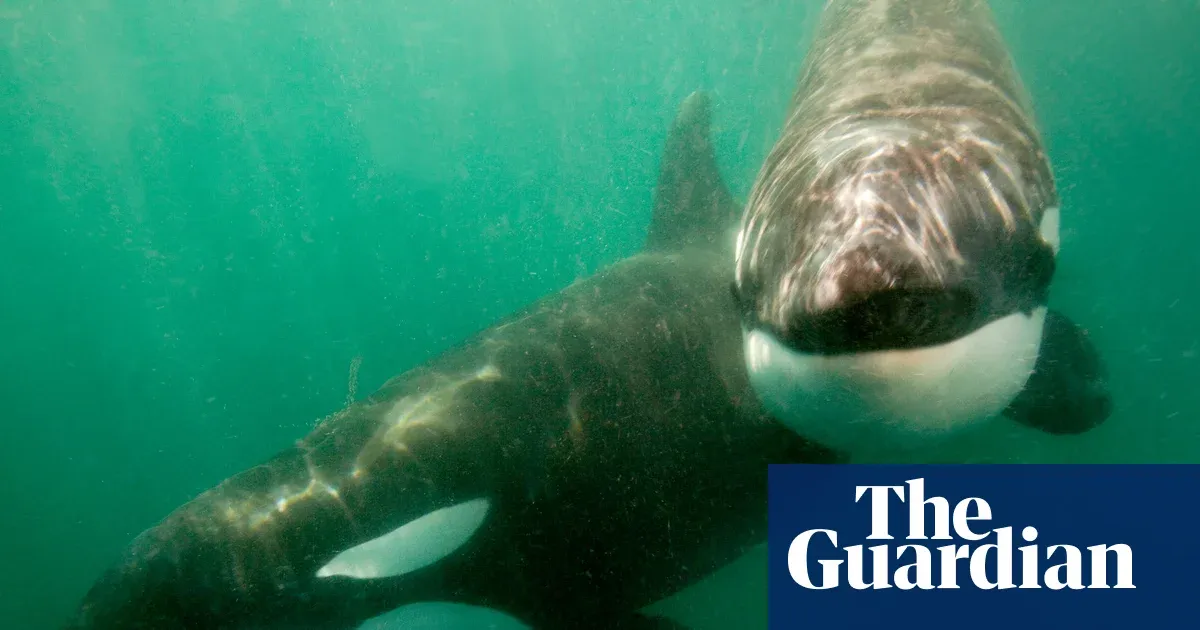 Orcas ramming sunfish so hard it explodes may be play, not hunting