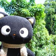 cocó