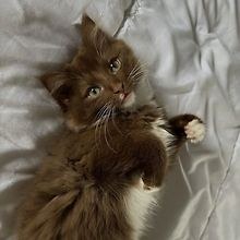 lanouchat