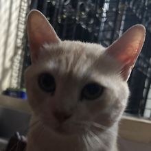 Anya