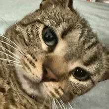 CJ