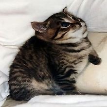 lynx