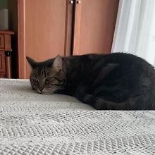 Maximo