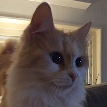 Maja