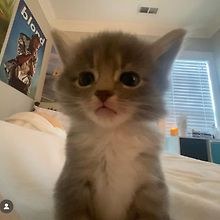 Lil