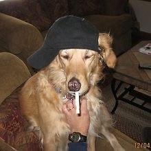 cazzie