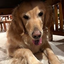 maya