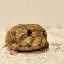 Akhdan
