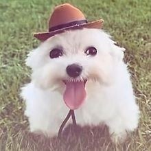 Bibi