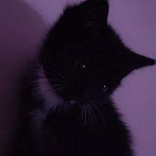caspian