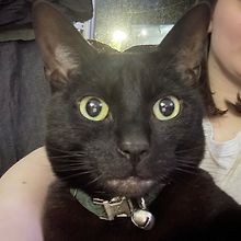 Meowisnotonfire