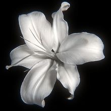 Pavitra