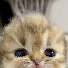 shi