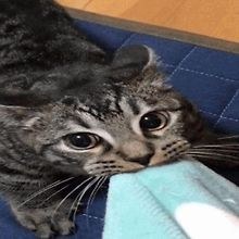 Tobi