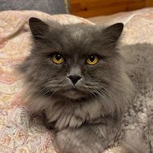 Kirill