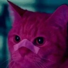 kat