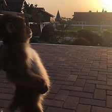 Oliver
