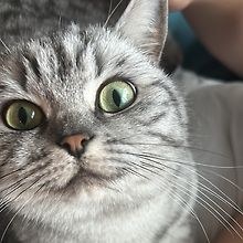 Moe