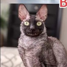 Milo