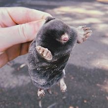 Mounty Mole