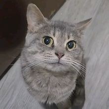 kat
